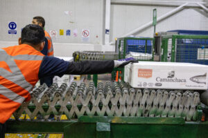 Noviembre 2024: Se despachó a Australia el primer cargamento de salmones chilenos de exportación